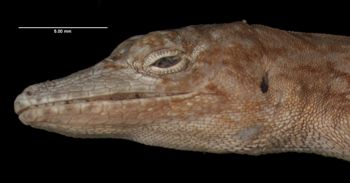 Media type: image;   Herpetology R-12053 Aspect: head lateral